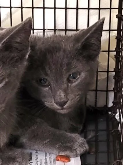A baby small-sized male Domestic Short Hair cat named Tinky Winky for adoption in Los Angeles, CA