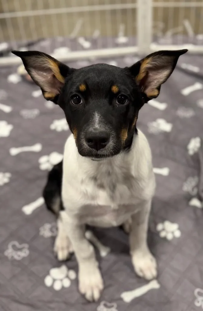 A baby medium-sized female Cattle Dog dog named K'foggnarth for adoption in Fort Lupton, CO