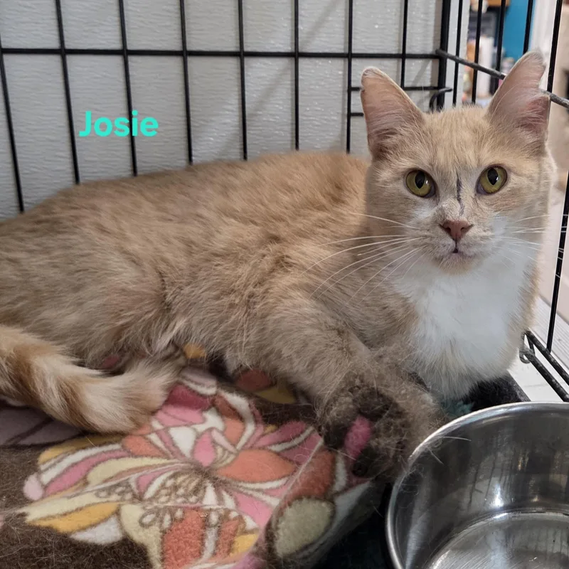 Josie