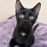 A baby medium-sized female Domestic Short Hair cat named Nyx for adoption in Santa Cruz, CA