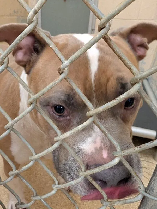 An adult large-sized male Brown / Chocolate Mixed Breed dog named Dracula for adoption in Cincinnati, OH