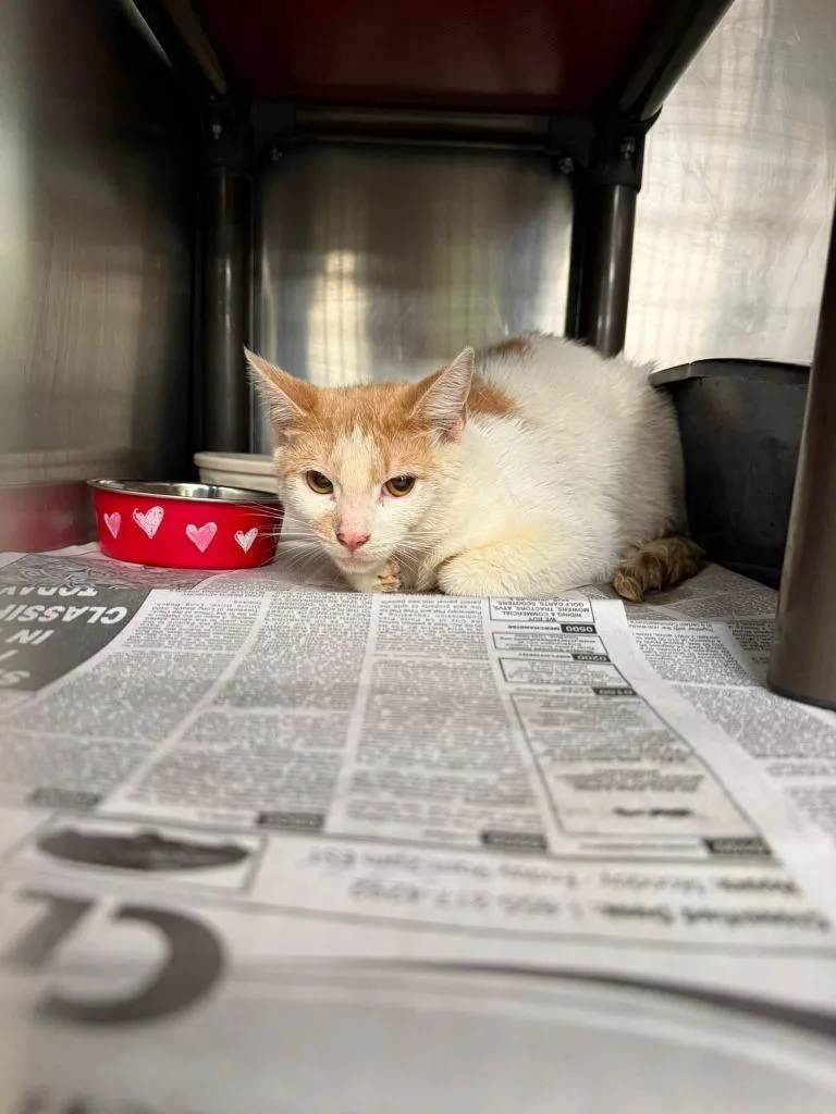 A young medium-sized male Domestic Short Hair cat named Oliver for adoption in La Porte, IN