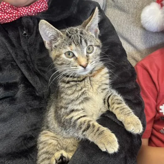 A baby medium-sized female Tabby (Brown / Chocolate) Tabby cat named Annabeth for adoption in Harrisburg, PA