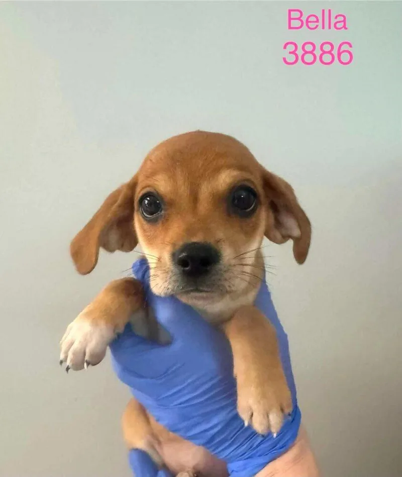 A baby medium-sized female Beagle dog named Bella for adoption in New York, NY