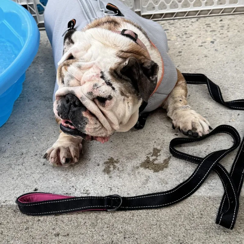 An adult medium-sized female Brown / Chocolate English Bulldog dog named Cammy for adoption in Huber Heights, OH