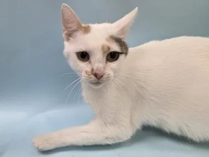 An adult small-sized female Domestic Short Hair cat named Firu for adoption in Woodbury, MN