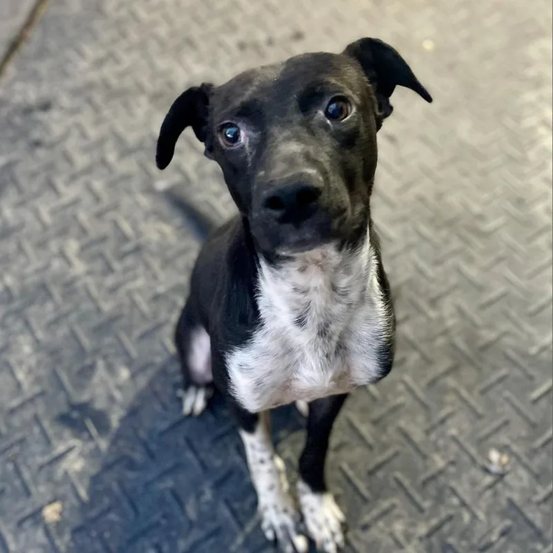 An adult medium-sized male Tricolor (Brown, Black, & White) Mixed Breed dog named Mr. Pfeiffer for adoption in Hartsville , TN