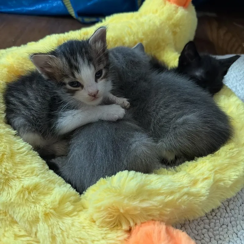 A baby small-sized male Brown / Chocolate Domestic Short Hair cat named Benny for adoption in Houston, TX