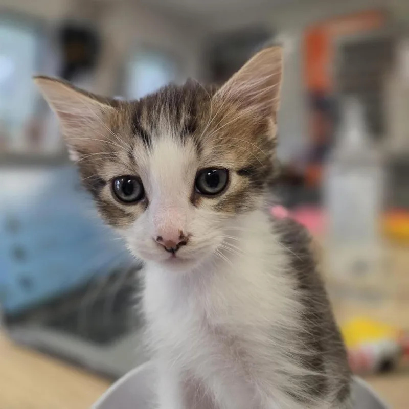 Benny thumbnail 3
