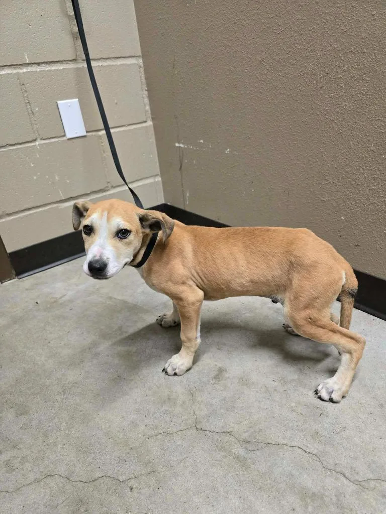 A baby medium-sized male Labrador Retriever dog named Luke for adoption in Huntsville, TX