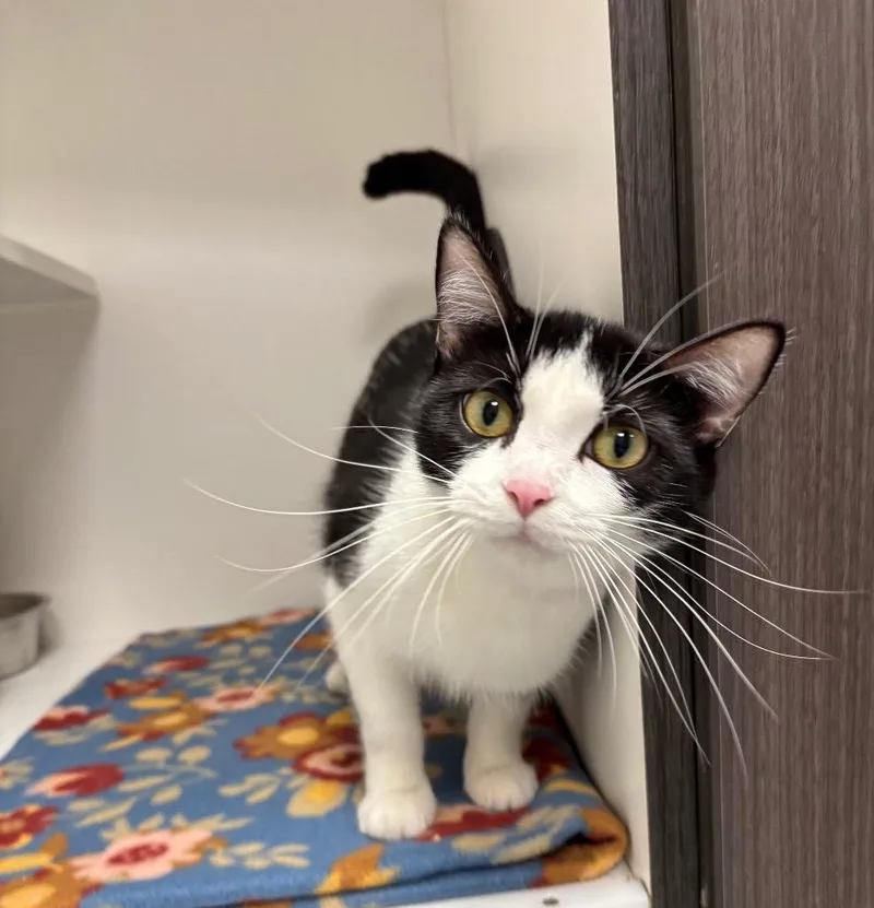 A young medium-sized female Domestic Short Hair cat named Jen for adoption in Frankfort, KY
