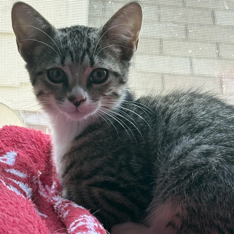 A baby medium-sized male Tabby (Brown / Chocolate) Tabby cat named Duncan for adoption in Denver, NC