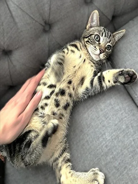 A baby small-sized female Domestic Short Hair cat named Cillian for adoption in Sacramento, CA