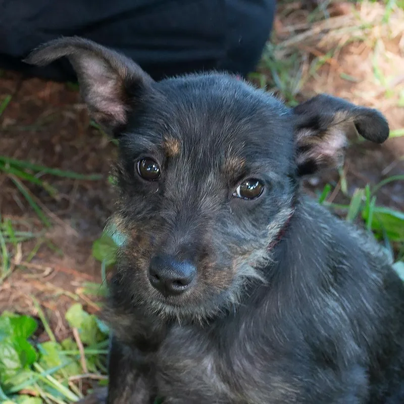 A baby medium-sized female Terrier dog named Matilda for adoption in Troy, OH