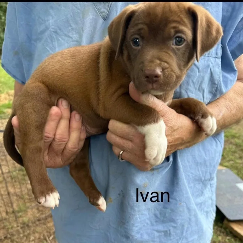 A baby medium-sized male Brown / Chocolate Mixed Breed dog named Ivan for adoption in Alexandria, VA
