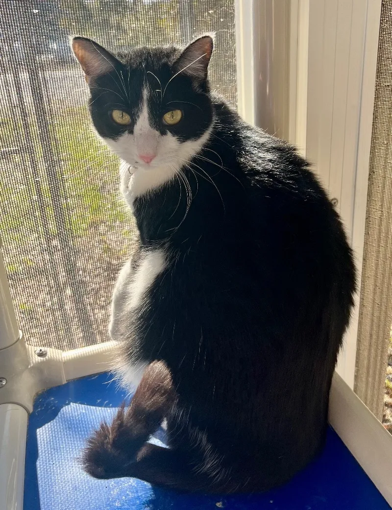 Duchesse thumbnail 2