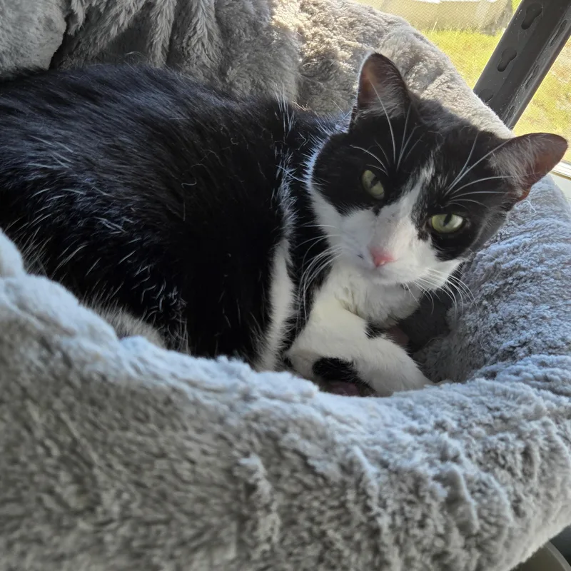 Duchesse thumbnail 3