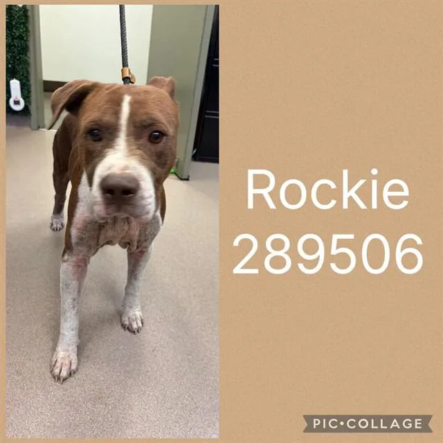 A young large-sized male Mixed Breed dog named Rockie for adoption in Macon, GA