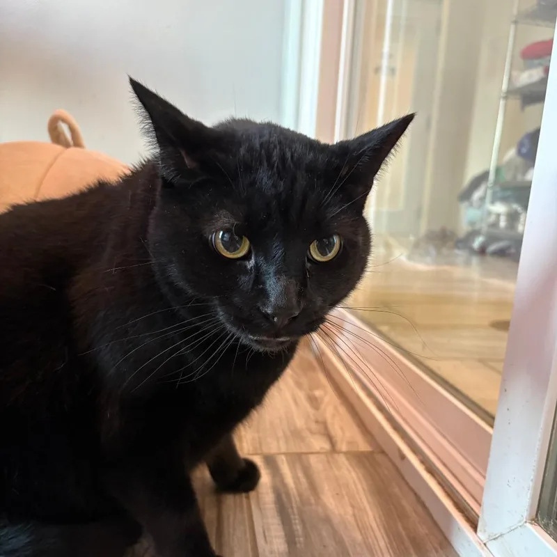 A senior small-sized male Black Domestic Short Hair cat named Bo Bo for adoption in West Des Moines, IA