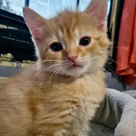 A baby small-sized male Orange / Red Domestic Short Hair cat named Prince Cloverkit for adoption in Richmond, VA