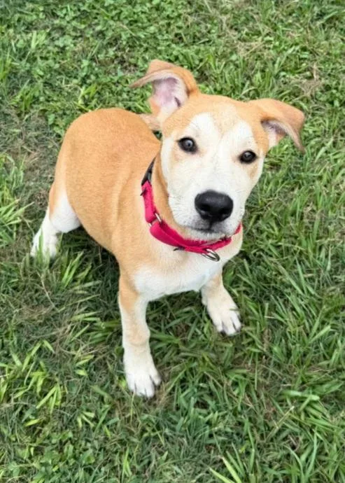 A baby medium-sized male Yellow / Tan / Blond / Fawn Labrador Retriever dog named Thumper for adoption in TOMBALL, TX