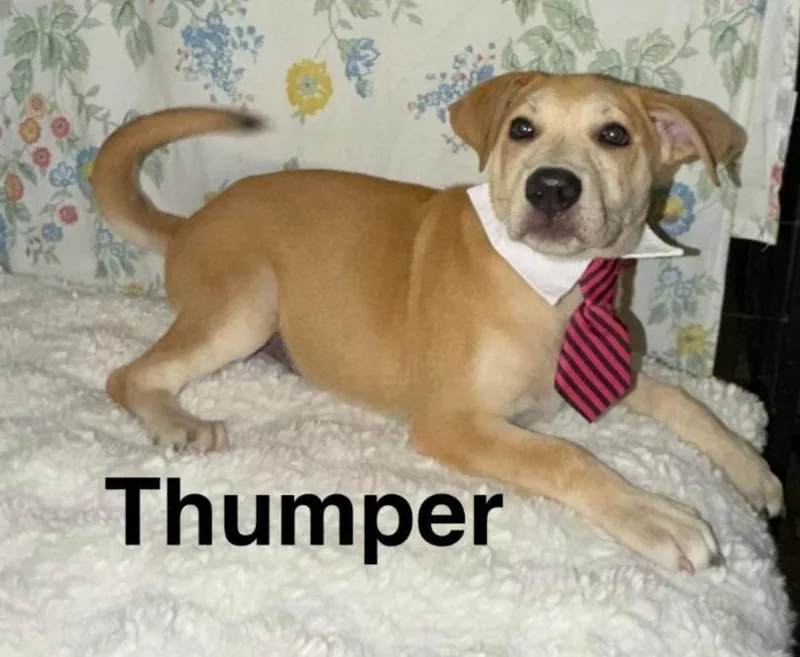 Thumper thumbnail 2