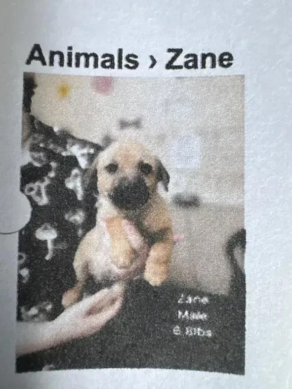 A baby small-sized male Mixed Breed dog named Zane for adoption in Grand Rapids, MI