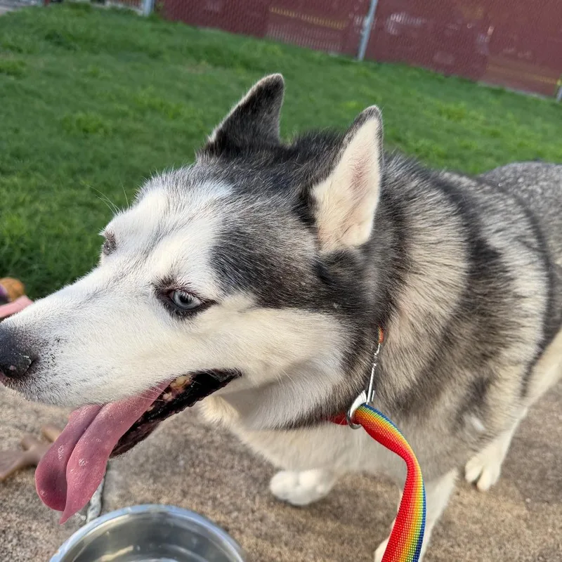 A young medium-sized female Gray / Blue / Silver Husky dog named Juneau for adoption in Bellaire, TX