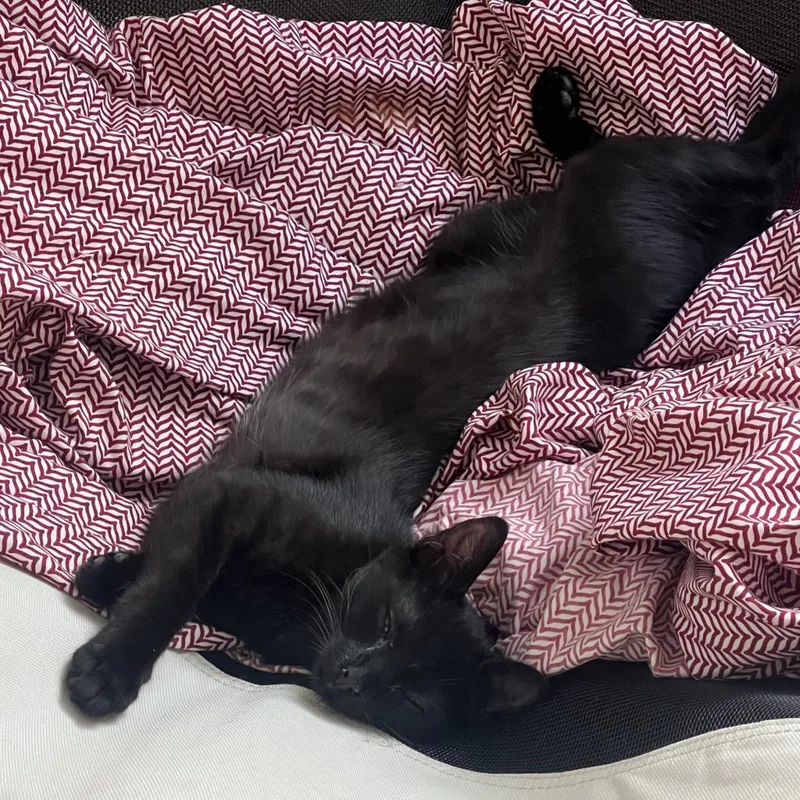 An adult medium-sized male Black Domestic Short Hair cat named Lemmy for adoption in Los Angeles, CA