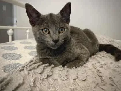 Charmelon thumbnail 2