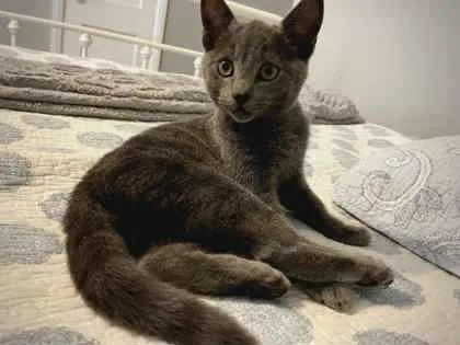 Charmelon thumbnail 3