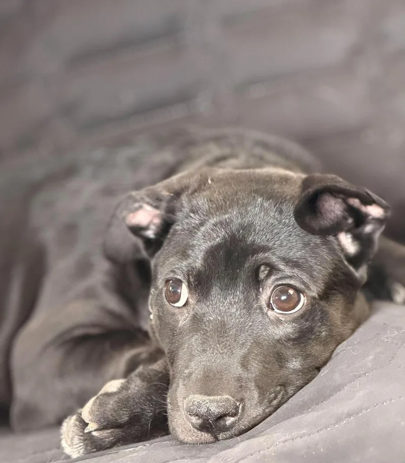 A baby small-sized female Black Labrador Retriever dog named Dobby for adoption in Wantagh, NY