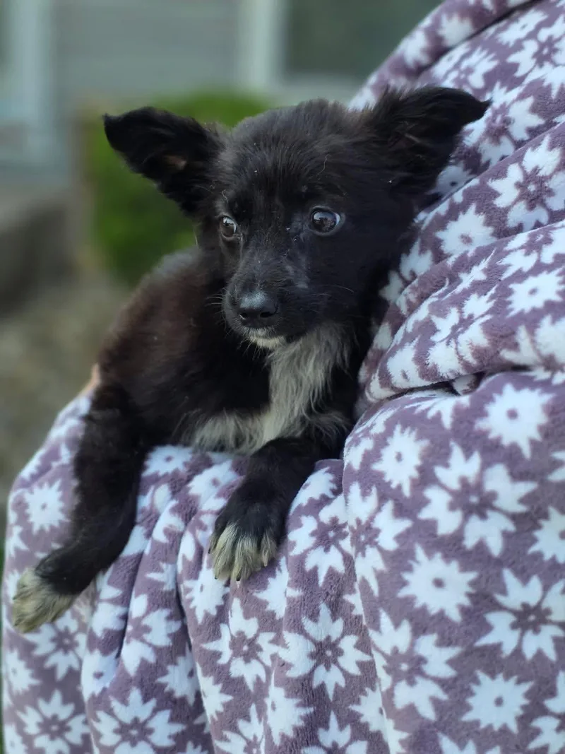 A baby medium-sized female Black Mixed Breed dog named Andarna for adoption in Orland Park, IL