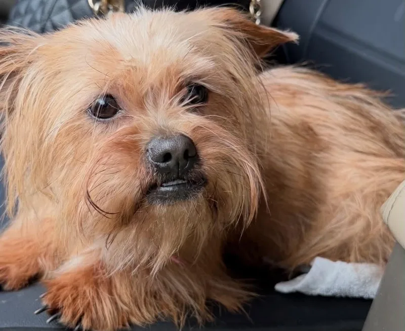 A young small-sized female Yellow / Tan / Blond / Fawn Yorkshire Terrier dog named LibbyBelle for adoption in Memphis, TN