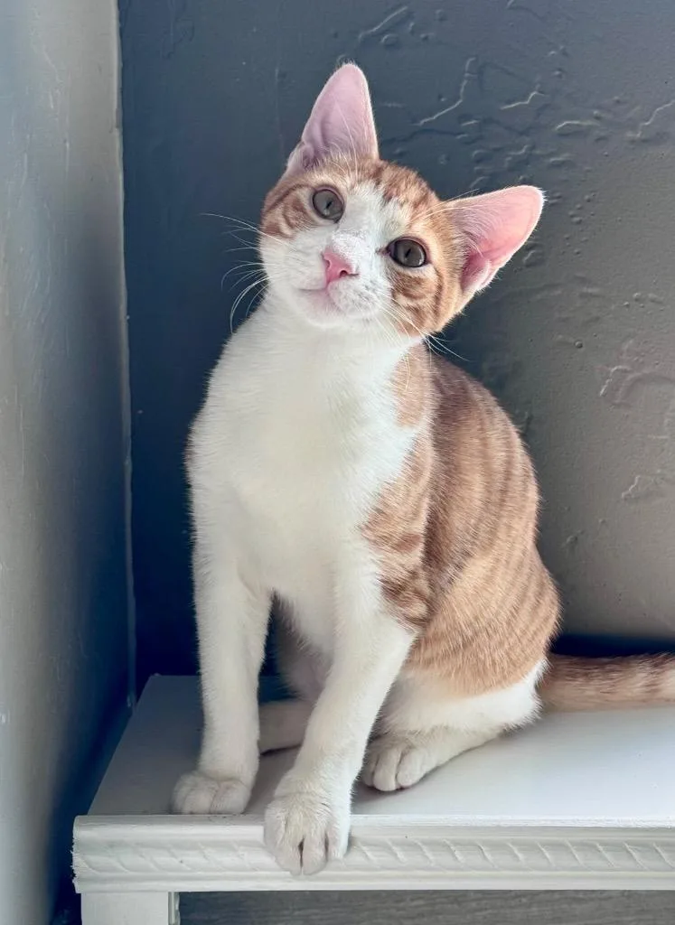 A baby small-sized male Domestic Short Hair cat named Oliver for adoption in Stillwater, OK