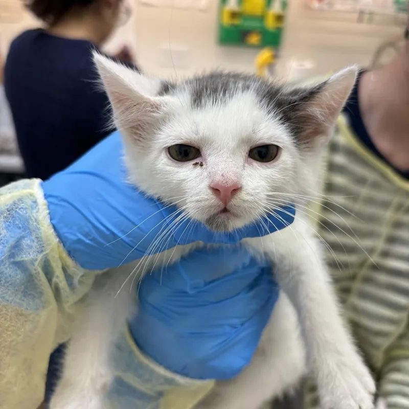 A baby small-sized male White Domestic Short Hair cat named Capuchin for adoption in Evanston, IL