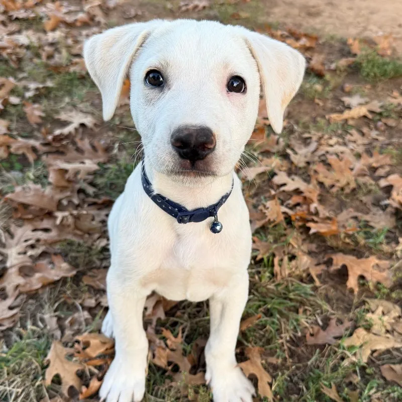 A baby small-sized male White / Cream Australian Shepherd dog named Pluto for adoption in Stillwater, OK