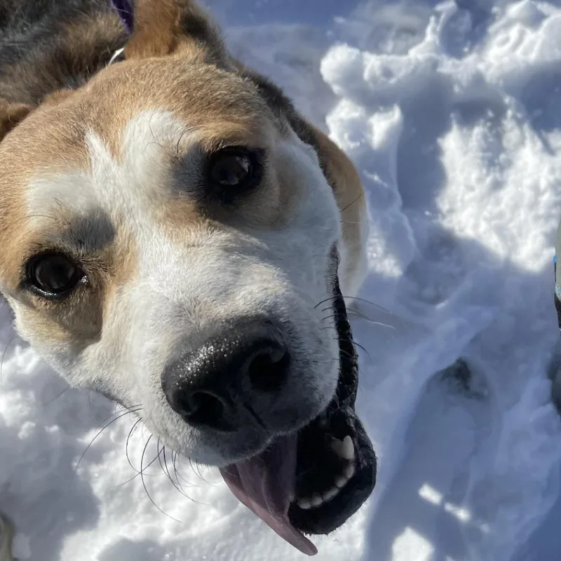 Marshmallow thumbnail 2