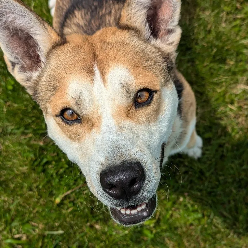 Marshmallow thumbnail 3