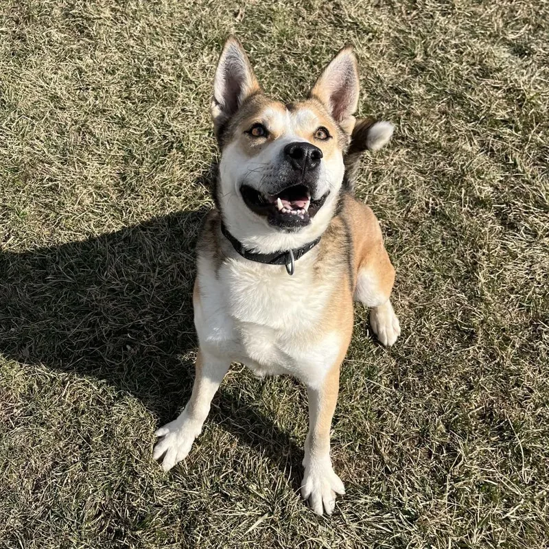 Marshmallow thumbnail 4