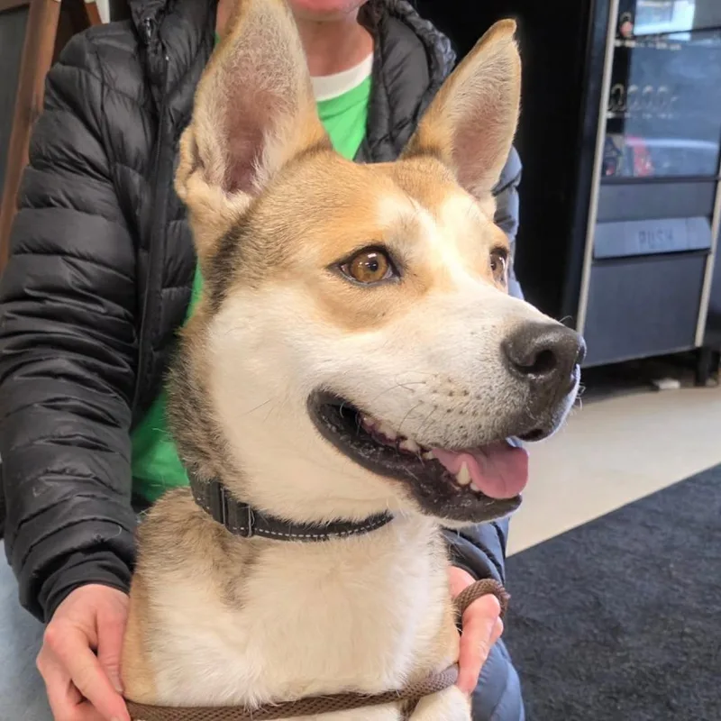 Marshmallow thumbnail 5