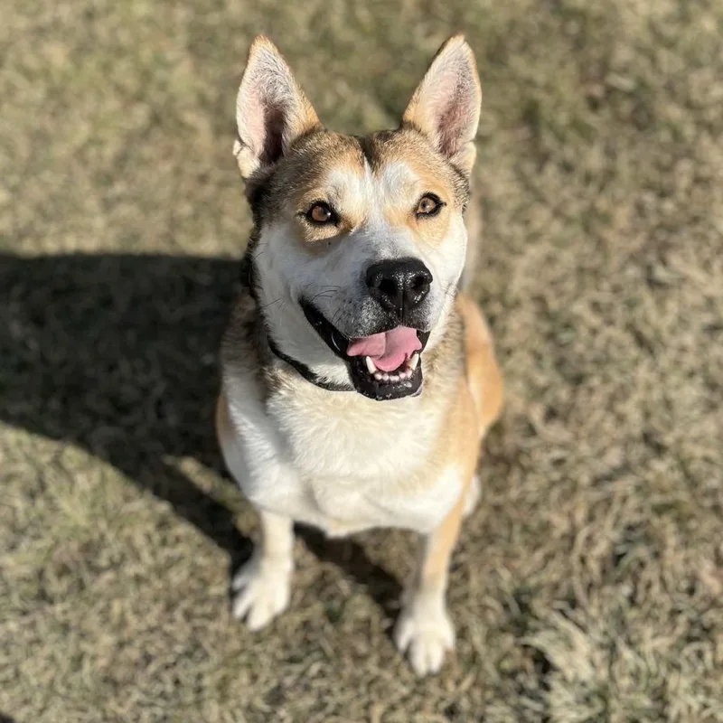 Marshmallow thumbnail 6