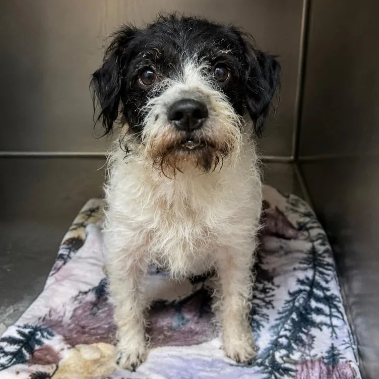 A young small-sized male Terrier dog named Rook for adoption in Blue Springs, MO