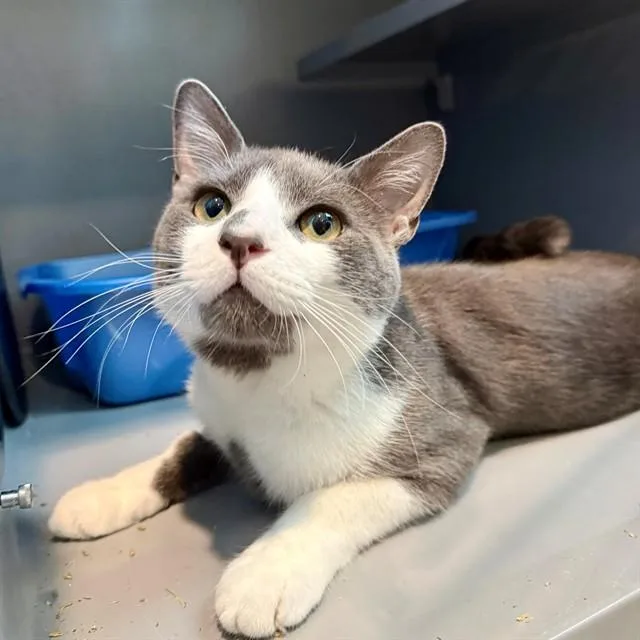 A young medium-sized male Domestic Short Hair cat named Michi for adoption in Leesburg, VA