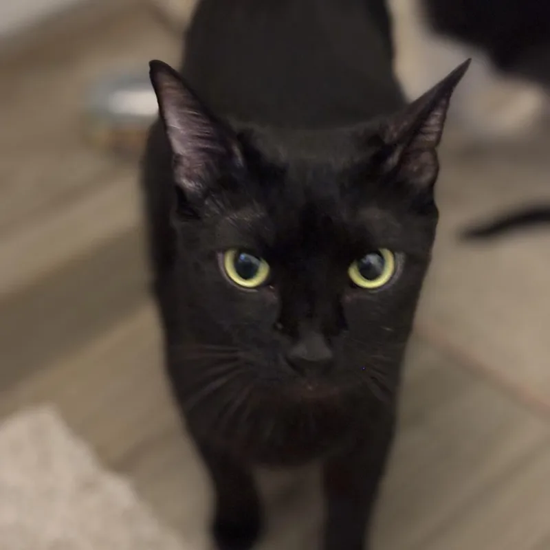 A young small-sized female Black Domestic Short Hair cat named Kiera for adoption in Long Beach, CA