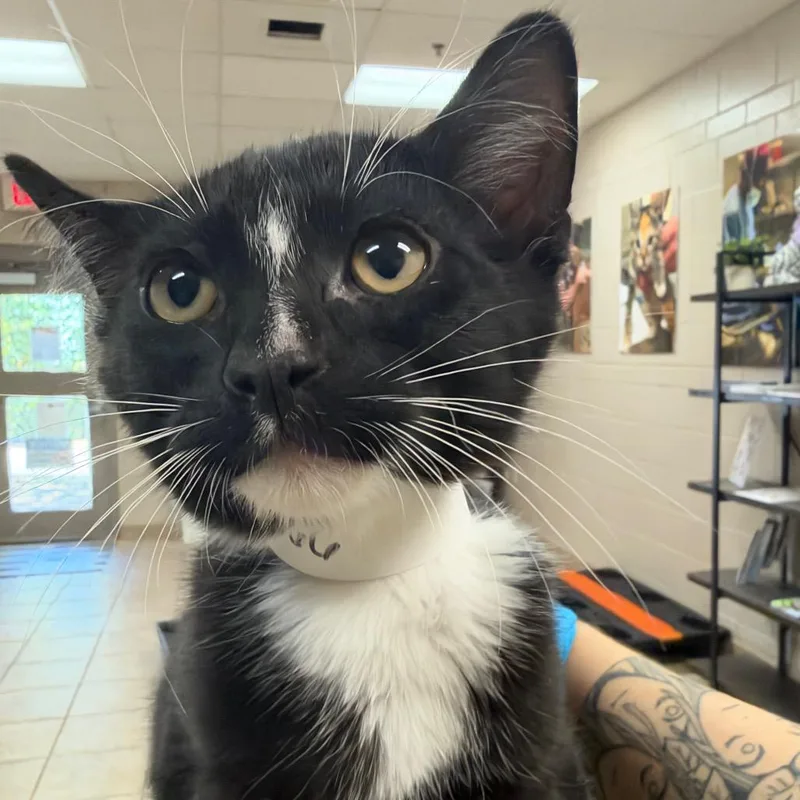 A baby small-sized male Black Domestic Short Hair cat named Bratwurst for adoption in Birmingham, AL