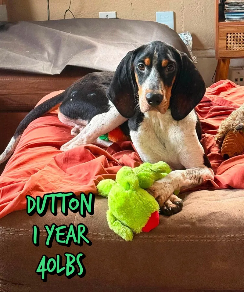A young medium-sized male Hound dog named Dutton for adoption in Holbrook, NY