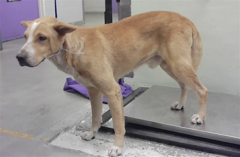 A senior medium-sized male Staffordshire Bull Terrier dog named Dean for adoption in Houston, TX