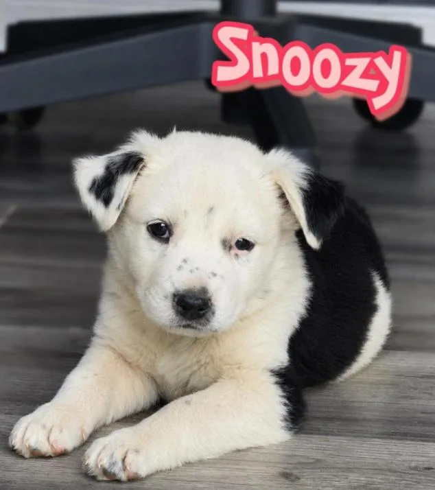 Snoozy