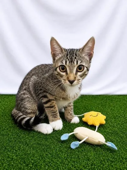 A baby small-sized male Domestic Short Hair cat named Opossum for adoption in Covington, LA